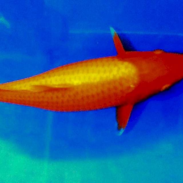 Chagoi 25 cm