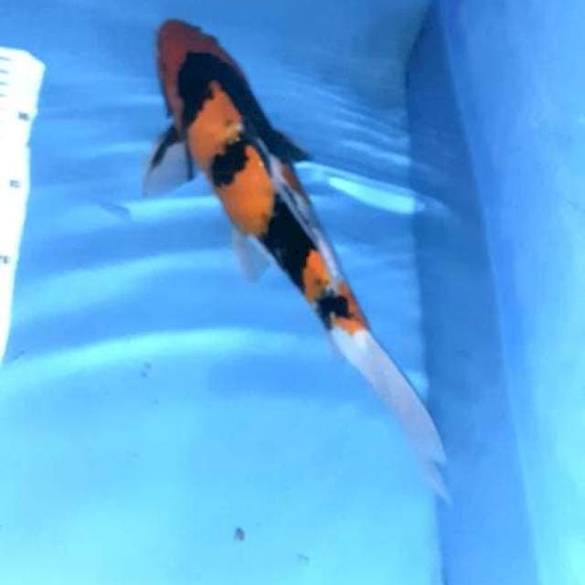 Hi showa 35cm jantan
