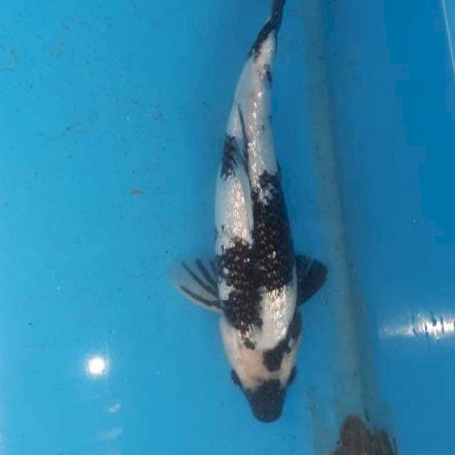 Shiro ginrin bodijumbo