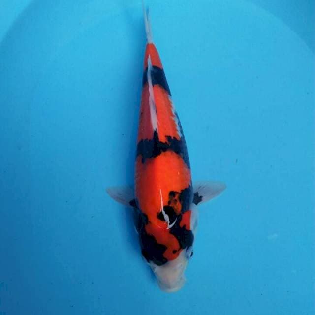 Showa bakat jumbo 32cm