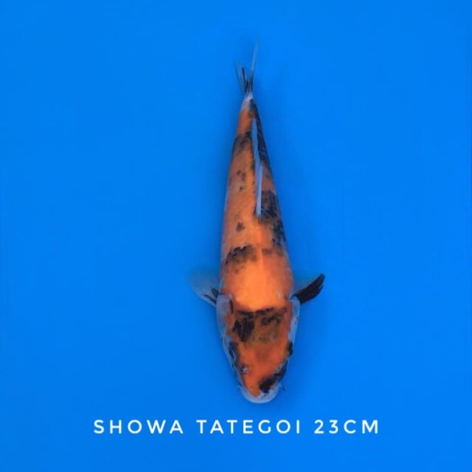 showa tategoi 23cm