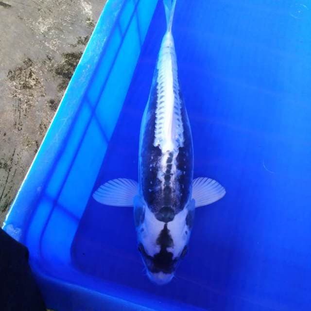 Metalica kabuto
