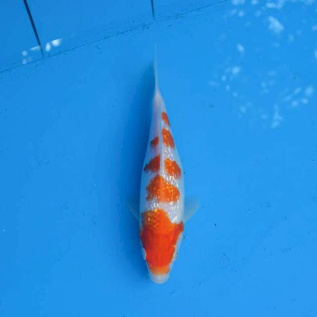 Kohaku Ginrin F1