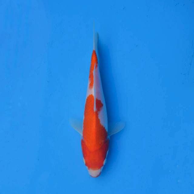 Kohaku F1