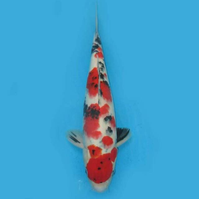 Red maruten sanke f1