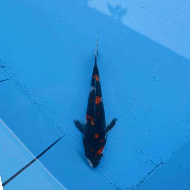 Kuro Showa F1