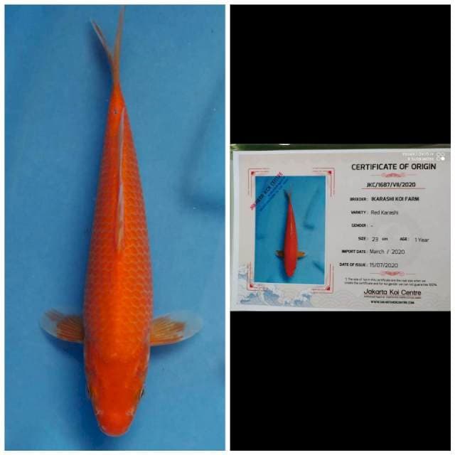 Ikarashi Red Karashi