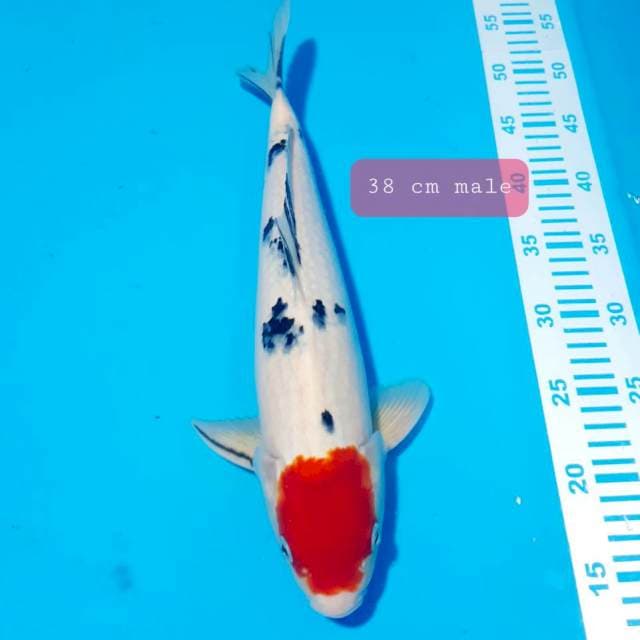 Tamcho sanle 38 cm male