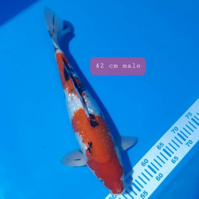 Sanke gindrin 42cm male