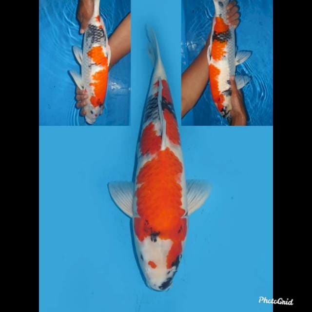 49cm , Jumbo !! F1 Tategoi Showa Halus