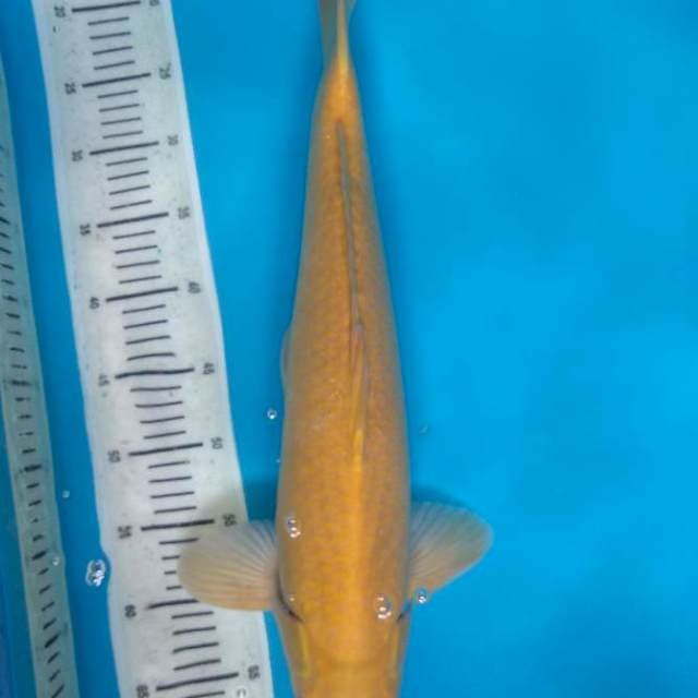 Karashi Jumbo 51cm