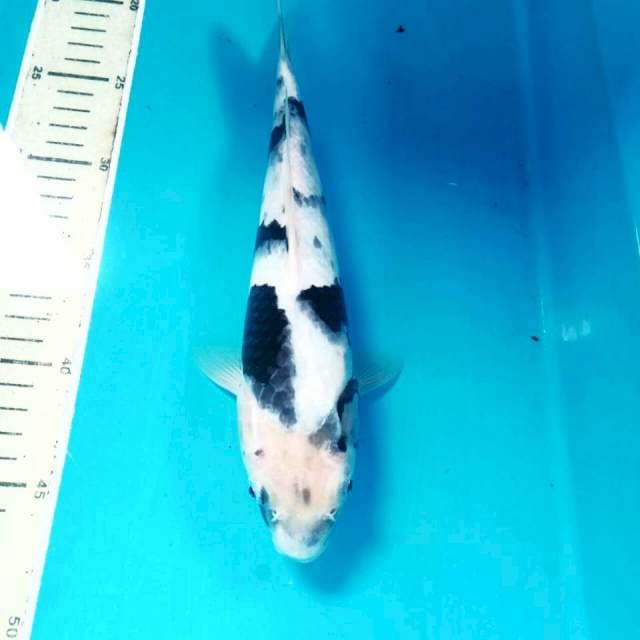 Shiro, 28 cm