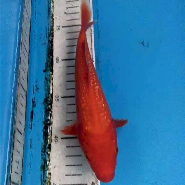 Benigoi Ginrin 20cm