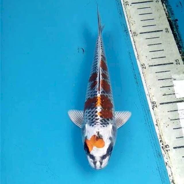 Kujaku 19cm