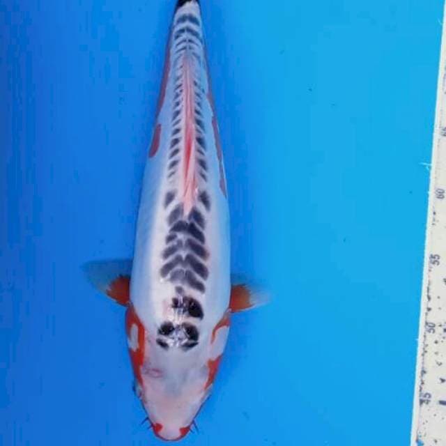 Shusui 40cm