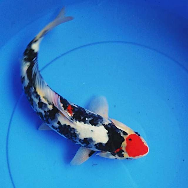 Tancho Ori male 35cm
