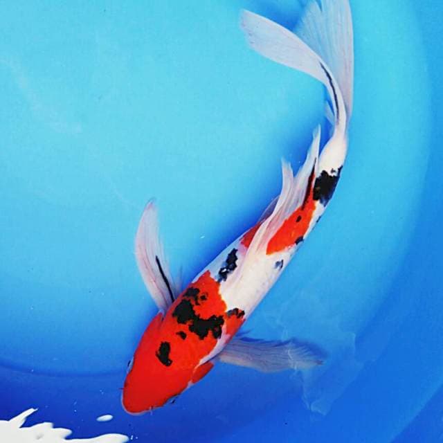 Kumpay sanke 34cm male