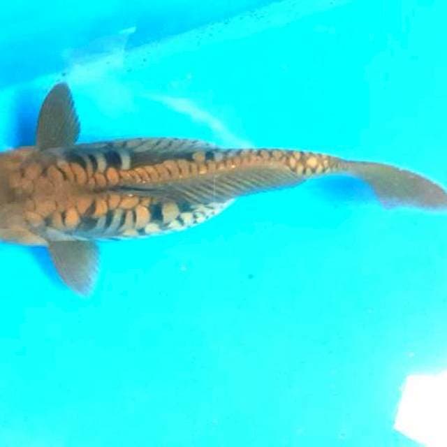 Caghoi sisik Naga Bonar