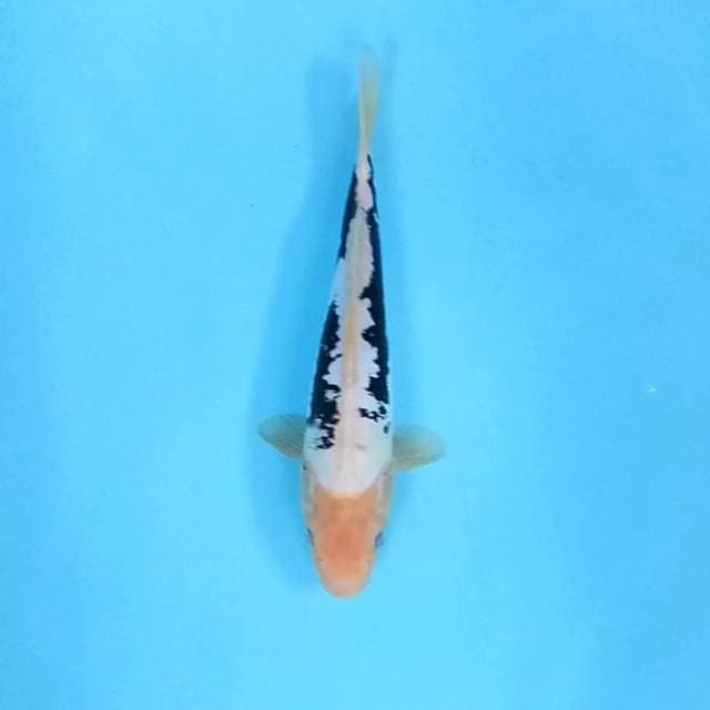 1. Kumon || 28 cm