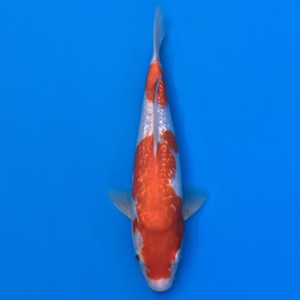 kohaku ginrin nidan 30cm