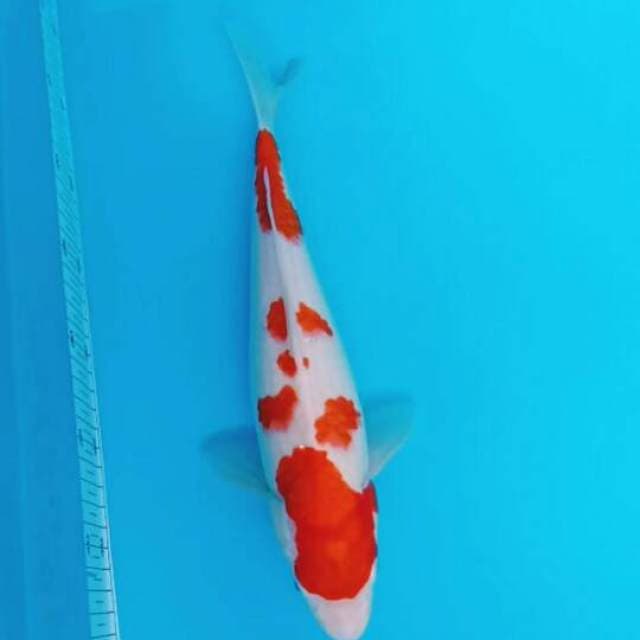HQ.KOHAKU