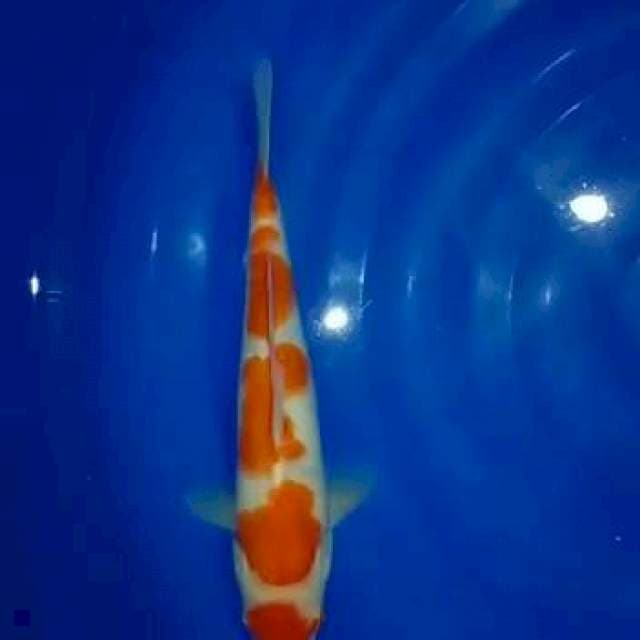 Kohaku oryginal bozku jozzz