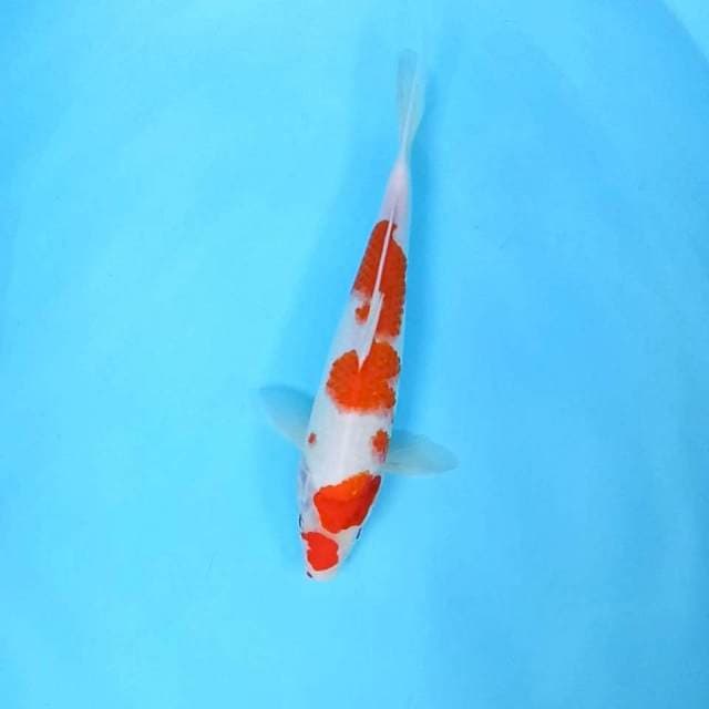 3. Kohaku || 32 cm