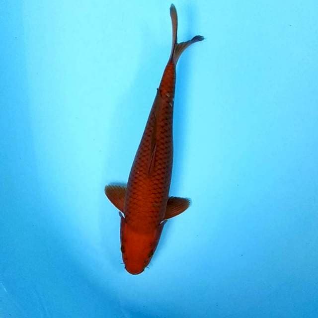 5. Tembaga High Quality || 34 cm