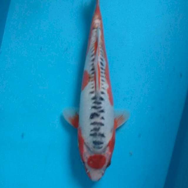 Tc Shusui 31cm Female