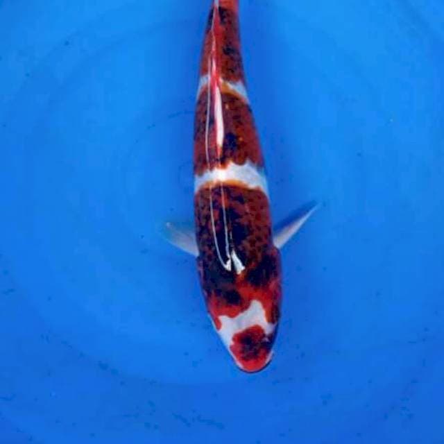 goromo