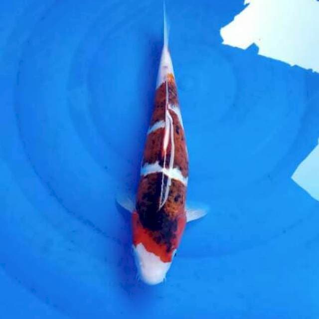 goromo