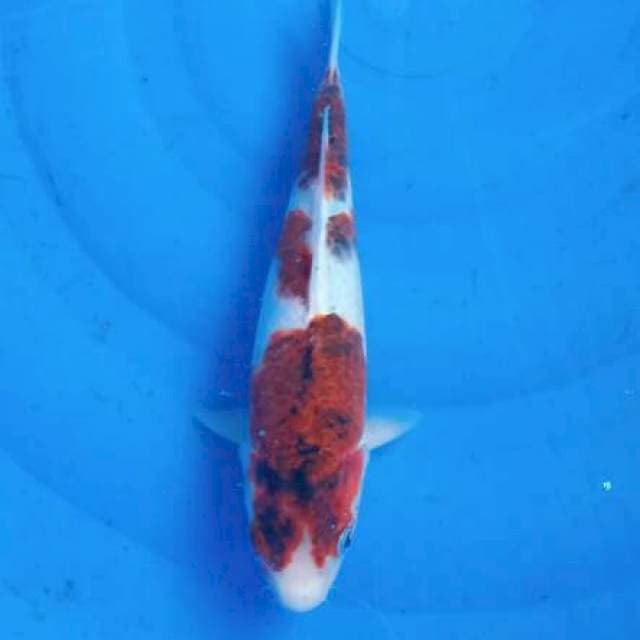 goromo