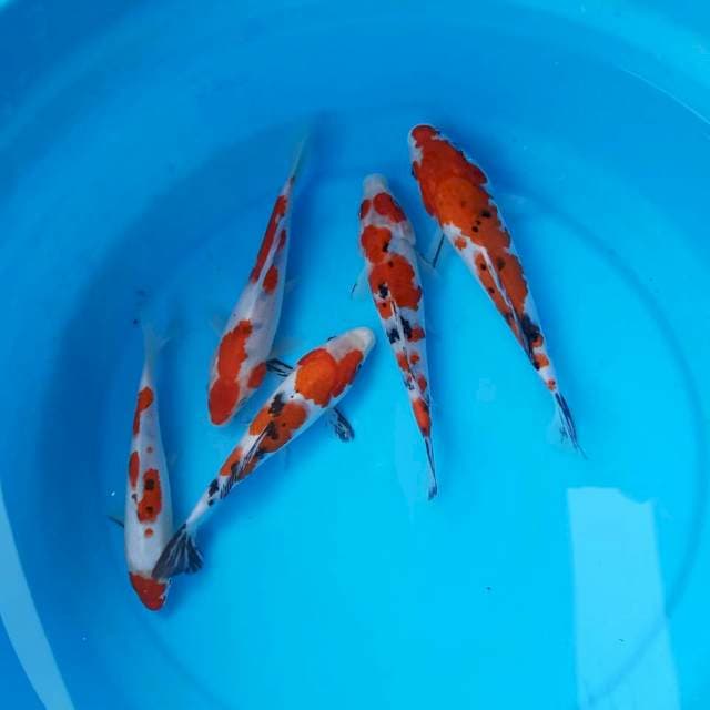 PAKET 5 EKOR LEBIH HEMAT