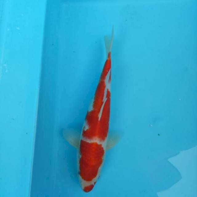 Kohaku