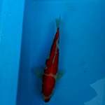Kohaku