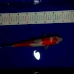 Kohaku size 35 cm