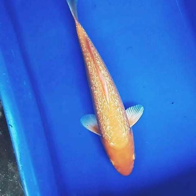 Benikarashi 35 bu/34 cm