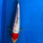 Tancho kohaku ginrin male 28 cm