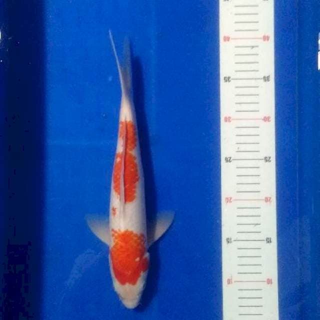 Kohaku