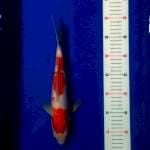 Kohaku