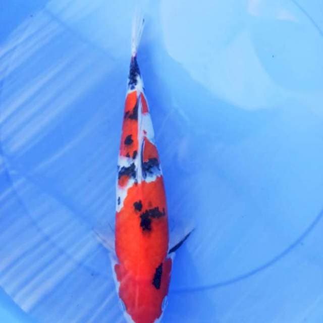Sanke 34cm