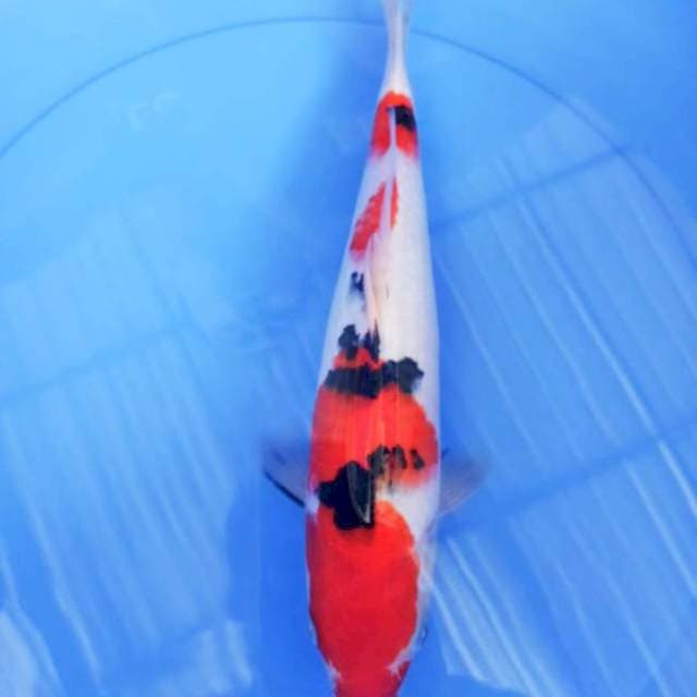 Sanke F1 35cm