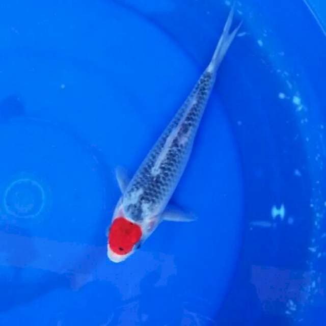 Tancho gosiki 24cm
