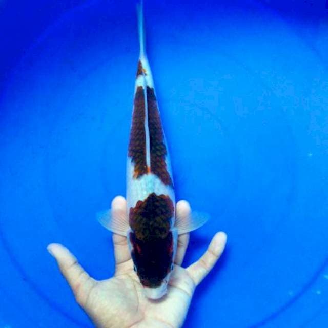 male ai goromo 30 cm