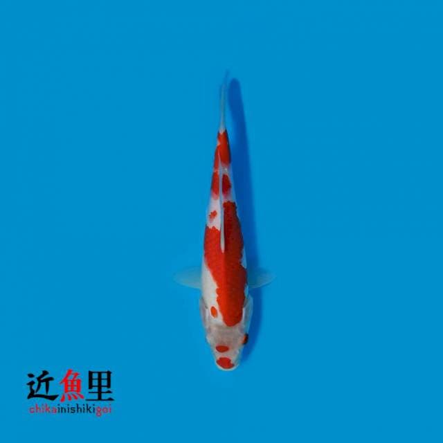 Kohaku Kuchibeni 25 cm