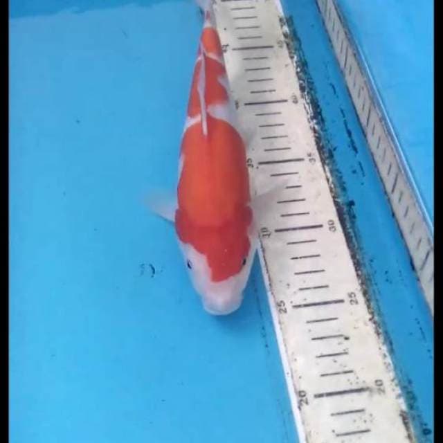 Kohaku 24cm