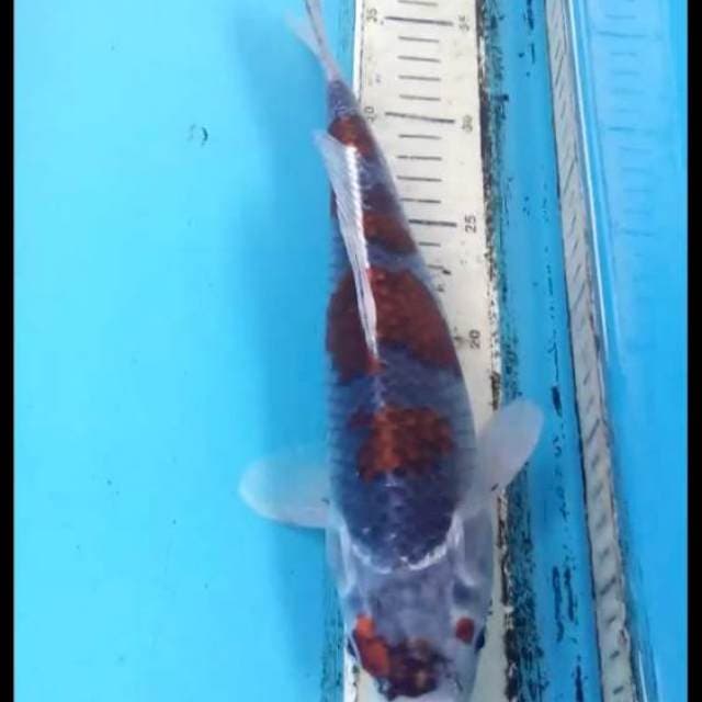 Budo Goshiki 30cm