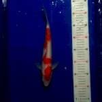 Kohaku