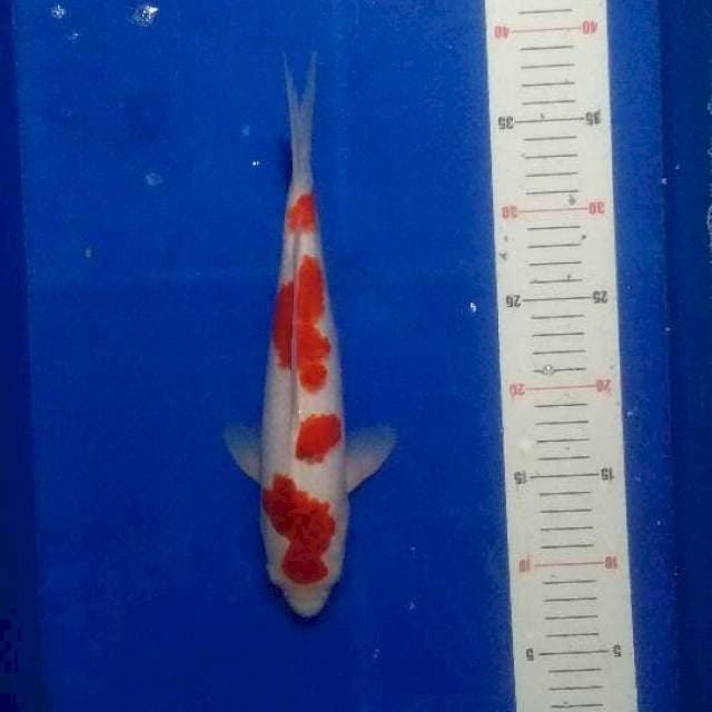 Kohaku