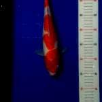 Kohaku 
